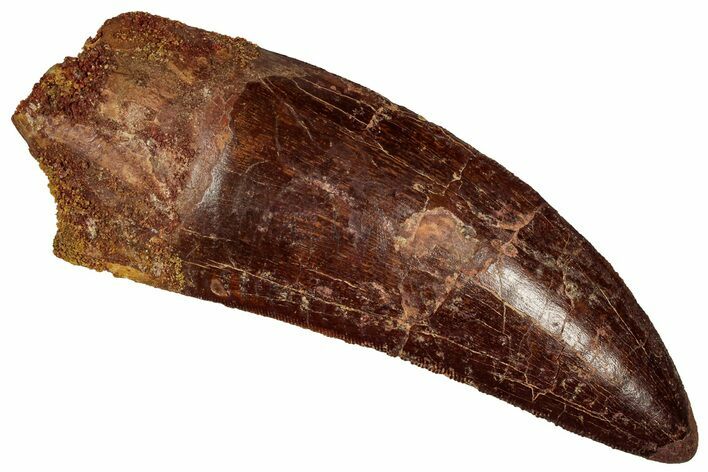 Serrated Carcharodontosaurus Tooth - Massive Dinosaur Tooth #359373
